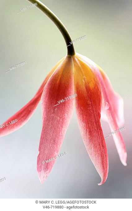 Miniature red tulip bends against a window revealing a gold crown at its base. the photograph is taken against the light and the window appears as tinted...