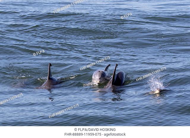 Atlantic Bottlenose Dolphins - Cape May East Coast USA