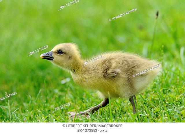 Greylag goose (Anser anser) gosling