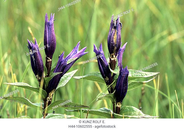 10602555, swallowwort, gentian, Gentiana asclepidadea, flower plant, gentian, blue, alp, Dötra, flowers, Switzerland, Europe, ca