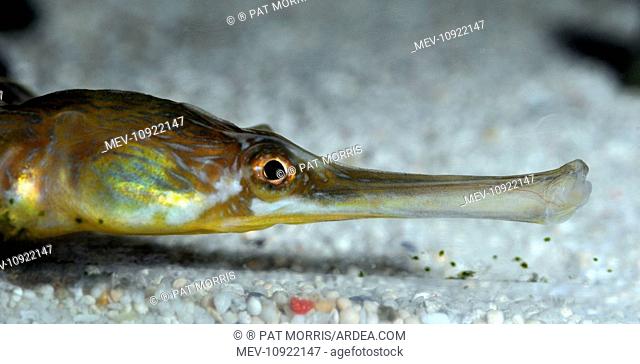 Greater Pipefish. coastal areas UK, eastern North Atlantic and Mediterranean. (Syngnathus acus).