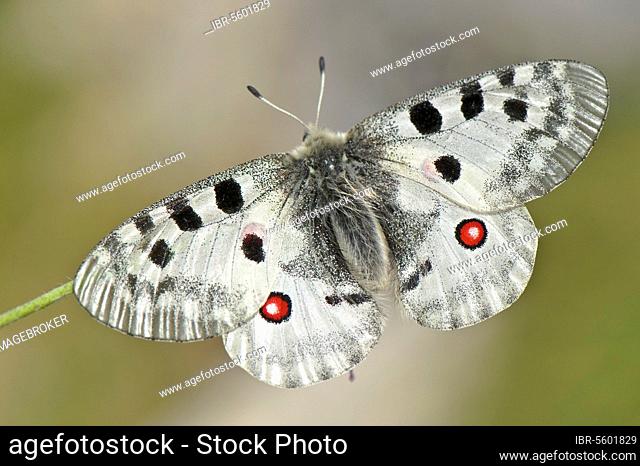 Apollo (Parnassius apollo) Butterfly adult, Ligurian Alps, Liguria, Italy, Europe