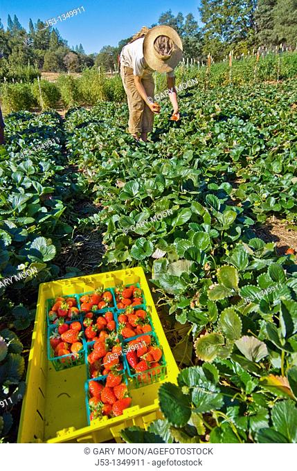 Picking strawberries on small organic farm, Nevada City, California