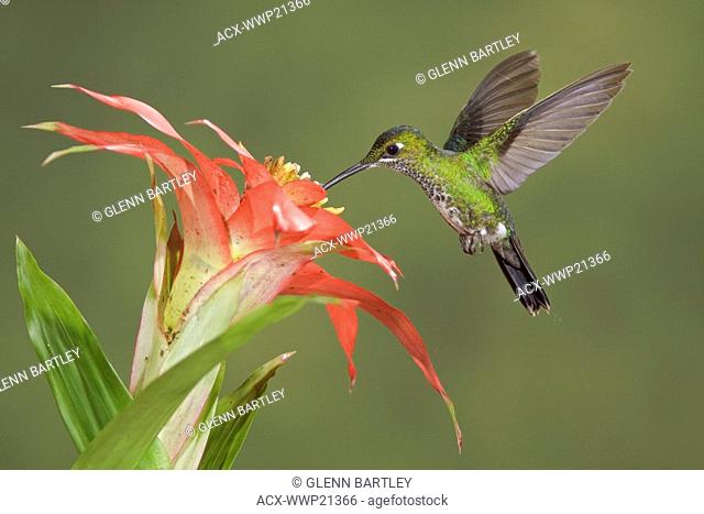 Green-crowned Brilliant Heliodoxa jacula feeding at a flower while flying at Bueneventura Lodge in southwest Ecuador