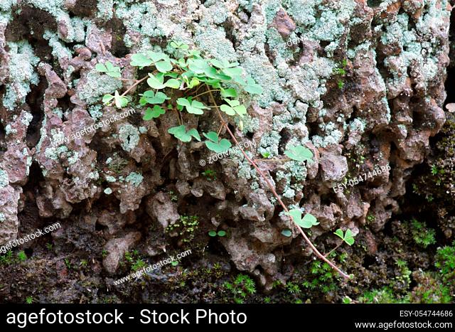 closeup old Stone Overgrown with Green Moss in forest