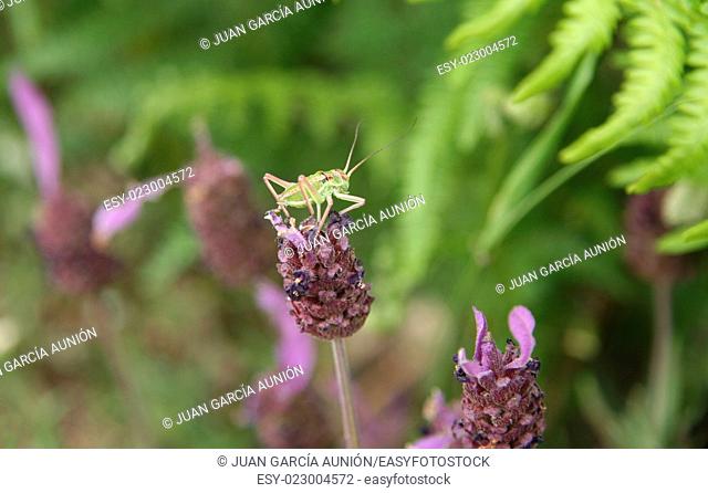 Little green grasshopper over lavender flower in the forest, Caceres, Spain