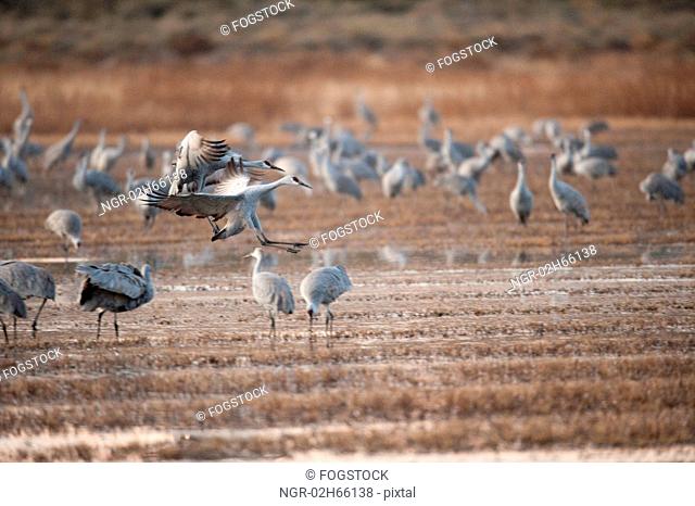 Two Cranes Landing Amongst Flock