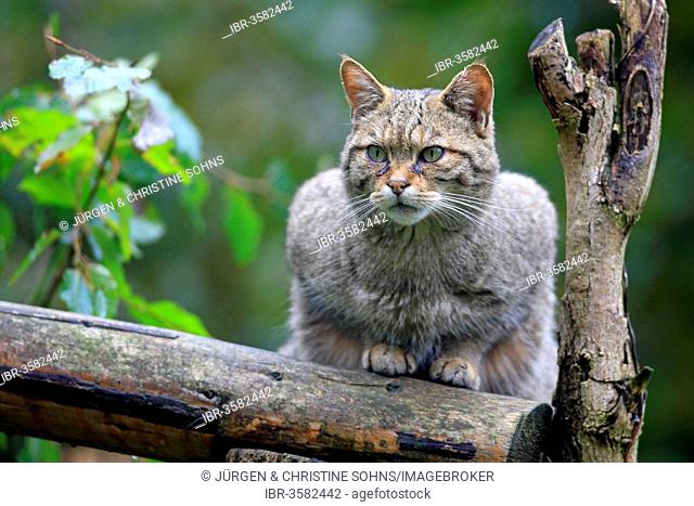Wildcat (Felis silvestris), captive, Hanau, Hesse, Germany