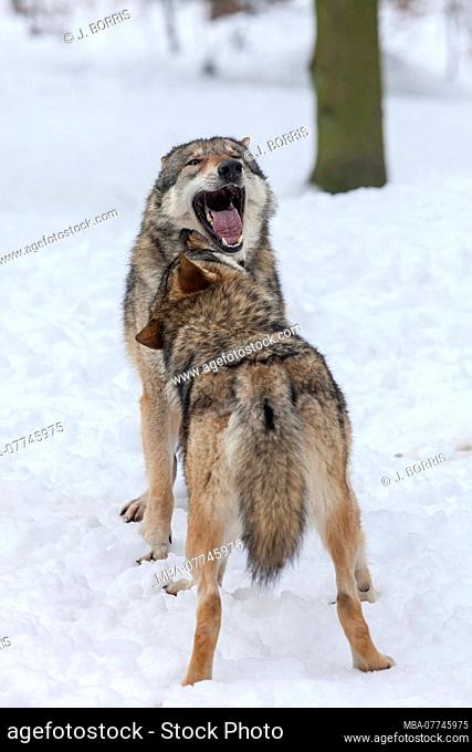 European wolves, Canis lupus