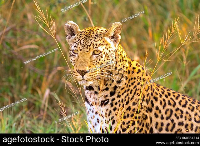 Camouflaged wild cat lying in the grass. Hunting prey on the Savannah. Conservation of endangered animals. Protected species of Africa