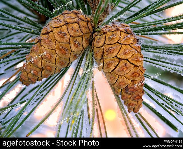 Hoarfrost on pine tree, Oregon, USA