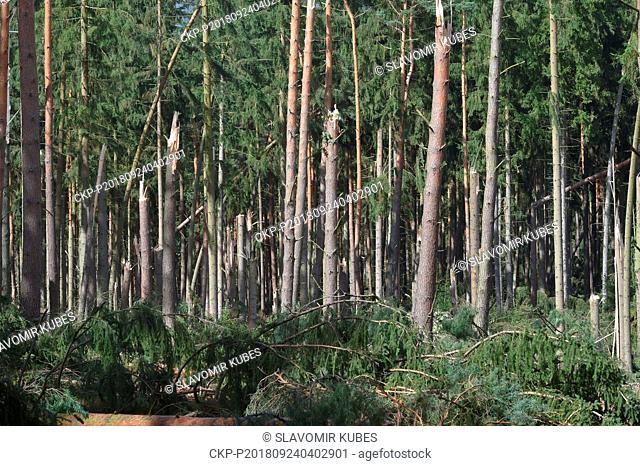 Broken and fallen trees in a forest after a strong wind near Lisany, Central Bohemian Region, Czech Republic, on September 24, 2018