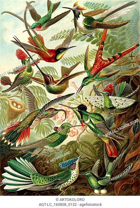Illustration shows hummingbirds. Trochilidae. - Kolibris, 1 print : color lithograph ; sheet 36 x 26 cm., 1904. Ernst Haeckel 1834 – 1919 German biologist