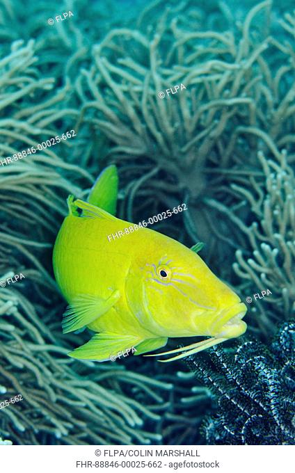 Goldsaddle Goatfish (Parupeneus cyclostomus), Anti-chovie Sea Mount dive site, Farondi Island, Misool, Raja Ampat (4 Kings), West Papua, Indonesia