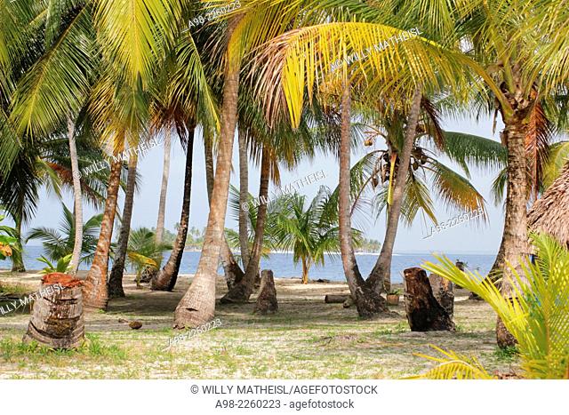 Seaside palm grove on the sandy beach of San Blas Islands, Panama, Central America