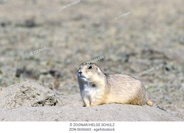 Black-tailed Prairie Dog at the entrance of den
