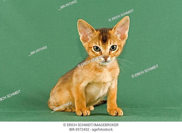 Abyssinian kitten, ruddy