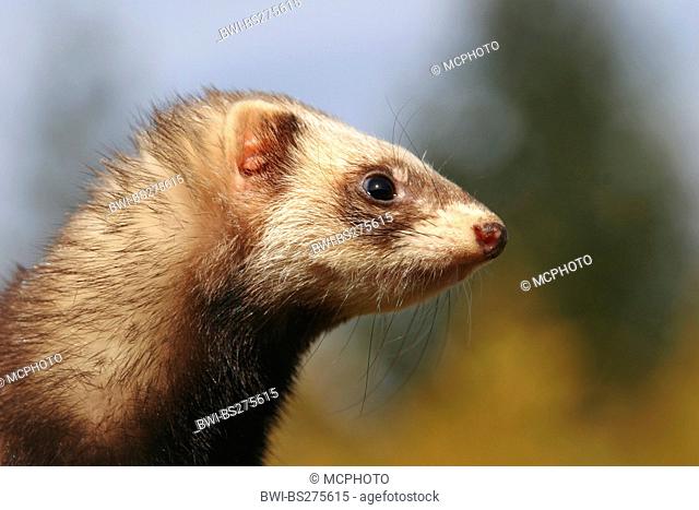 domestic polecat, domestic ferret Mustela putorius f. furo, Mustela putorius furo, portrait, Austria, Austria
