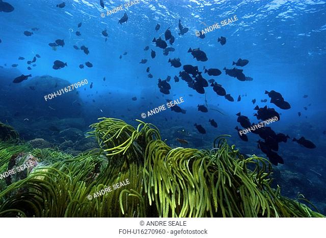 Green algae, Caulerpa racemosa and black durgon, Melichthys niger, schooling, St. Peter and St. Paul's rocks, Brazil, Atlantic Ocean