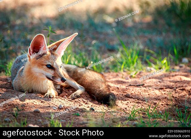 Cape fox laying in the sand in the Kgalagadi Transfrontier Park, South Africa