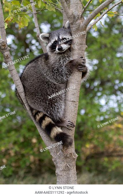 Raccoon, Procyon lotor, in tree; Pecatonica, Illinois, USA (Ani)