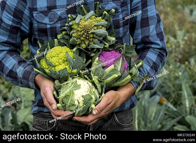 Close up of farmer standing in a field, holding a selection of freshly picked cauliflowers