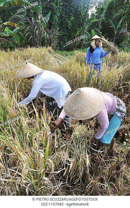 Ubud (Bali, Indonesia): women cleaning rice plants in a paddy