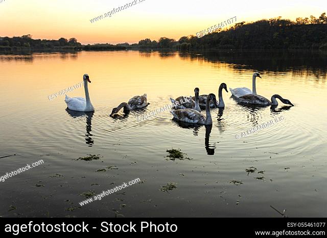 Swans on the lake in nature at beautiful sunset