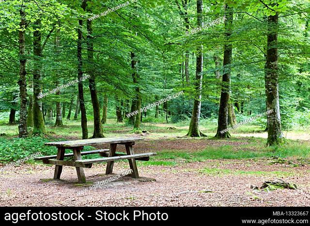 Wooden bench in the beech forest Foret de Cerisy between the Calvados department and Manche, Normandy, France