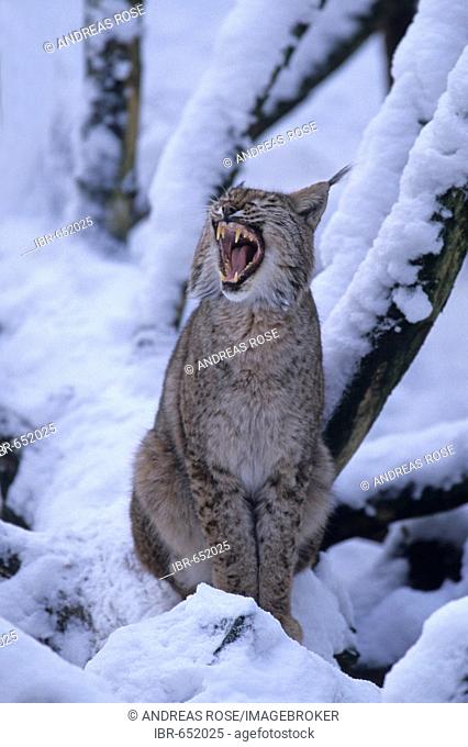 Eurasian Lynx (Lynx lynx), Bayrischer Wald (Bavarian Forest), Bavaria, Germany, Europe