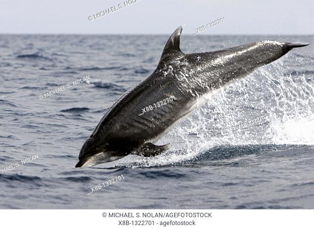 Offshore Bottlenose dolphin Tursiops truncatus leaping near Catalina Island in southern California, USA  Pacific Ocean