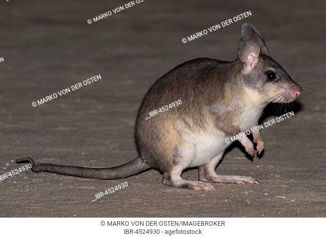 Malagasy giant rat (Hypogeomys antimena), Kirindy National Park, Madagascar