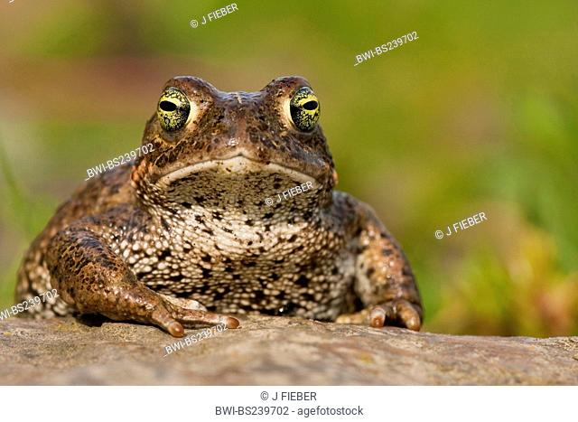 natterjack toad, natterjack, British toad Bufo calamita, sitting on a rock looking into the camera, Germany, Rhineland-Palatinate