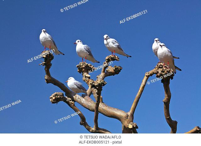 Birds on tree branch and sky
