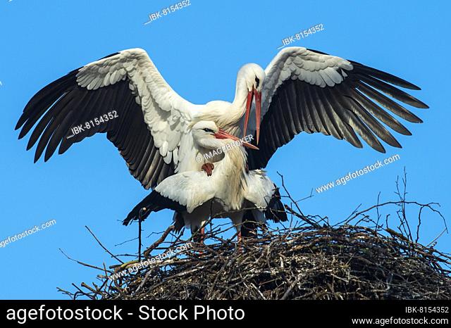 White Stork (Ciconia ciconia) mating, white stork, Lake Dümmer, Lembruch, Lower Saxony, Germany, Europe