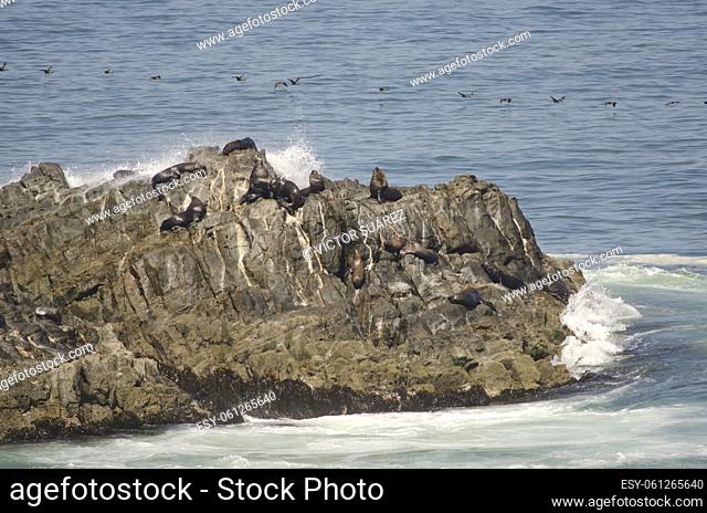 South American sea lions (Otaria flavescens) and guanay cormorants (Leucocarbo bougainvillii) in the background. Las Cuevas. Arica
