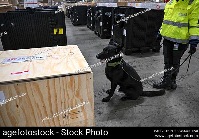 PRODUCTION - 07 December 2023, Hesse, Frankfurt/Main: Explosives detection dog Drago shows his handler Jennifer Zimmermann from Awias Aviation Services the...