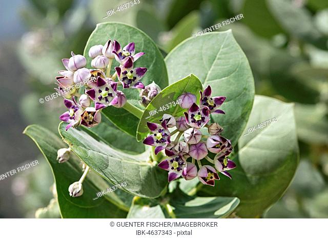 Osher (Calotropis procera), blossoms, Afar province, Ethiopia