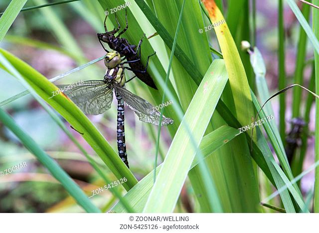 Blaugrüne Mosaikjungfer (Aeshna cyanea) frisch geschlüpft | Southern hawker or blue darner dragonfly (Aeshna cyanea) emerging from nymph