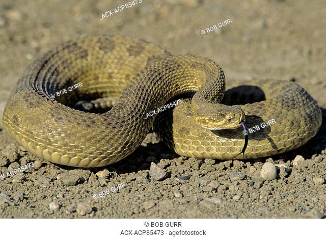 Prairie Rattlesnake (Crotalus viridis) Adult (Western & Plains Rattlesnake) is equipped with powerful venom to kill prey quickly