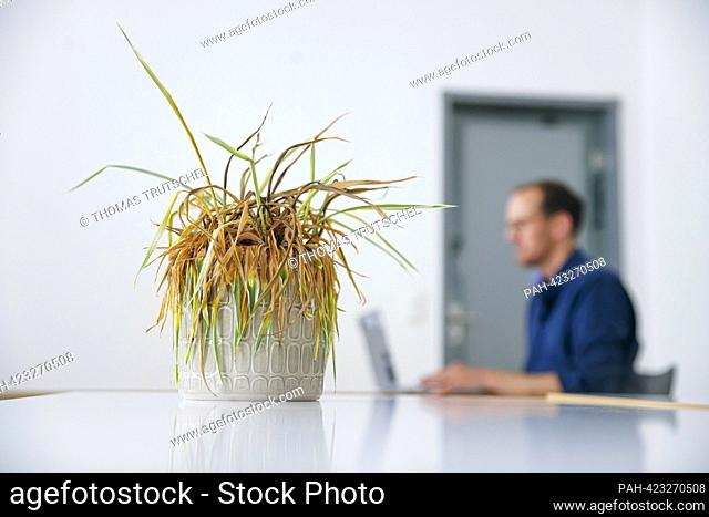Symbolic photo on the subject of lack of care for plants in the office. A dried up plant is standing in an office while a man is working on a laptop in the...