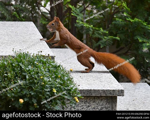 28 August 2020, Berlin, Hellersdorf: A squirrel has found food in a Mahlsdorf front garden on the outskirts of Berlin. Hazelnuts can be found here in large...