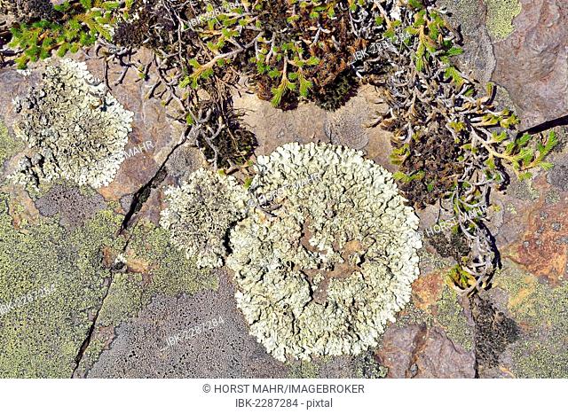 Moss, Map Lichen (Rhizocarpon geographicum) and other lichen, Hells Canyon, Oxbow, Idaho, USA