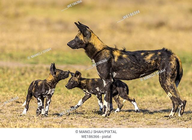 African wild dog with puppies