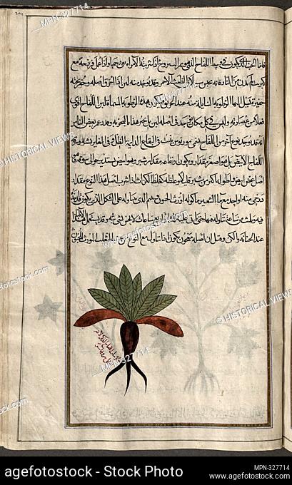 A ""male"" variety [of Mandrake (Mandragora officinarum), mândarâjûrâs ], fol. 204. á¸¤unayn ibn Isá¸¥Äq al-Ê»IbÄdÄ«, 809?-873 (Translator) Mihrân ibn Mansûr...
