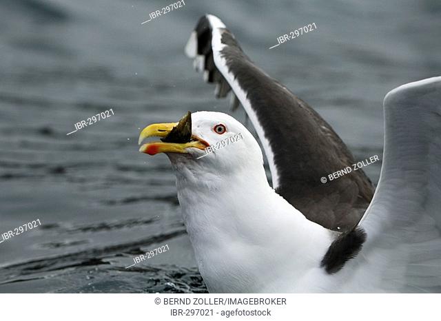 Great black-backed gull (Larus marinus) eating fish