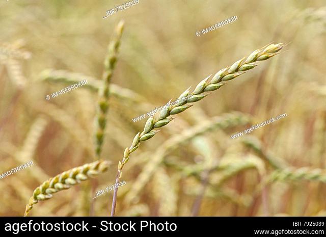 Grain ears, dinkel wheat (Triticum spelta) Germany