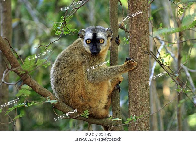 Red Fronted Lemur, Lemur fulvus rufus, Berenty Game Reserve, Madagascar, adult female on tree