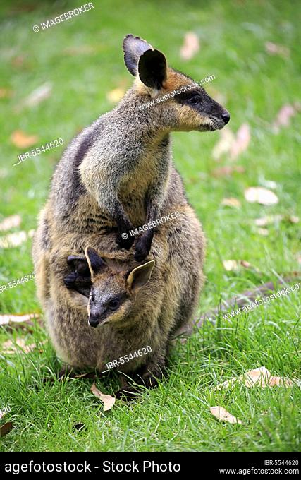 Agile wallaby (Macropus agilis), female with young looking out of pouch, Cuddly Creek, South Australia, Australia, Oceania