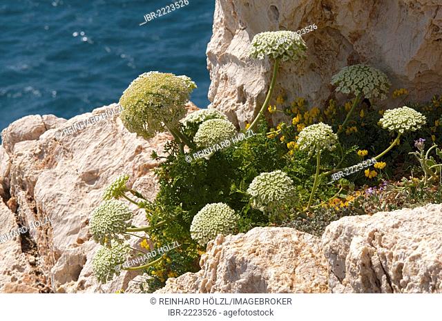 Sea Carrot (Daucus gingidium), Cappo Caccia, Alghero, Sardinia, Italy, Europe